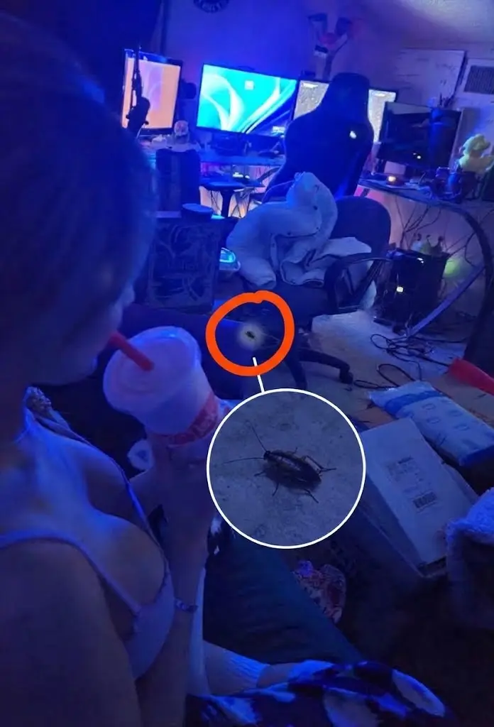 A messy room scene from a livestream with a woman drinking a smoothie and a magnified circle showing a cockroach on the floor.
